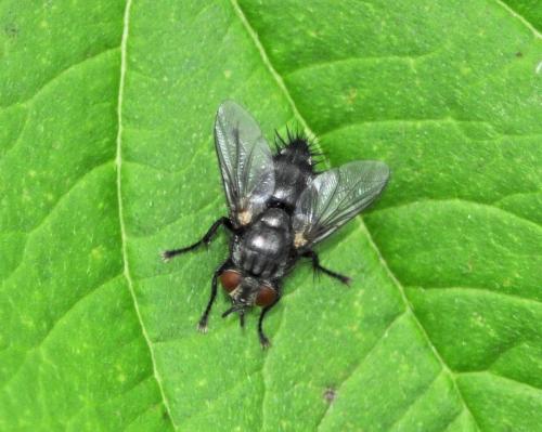 Réf. 244 494 : Voria ruralis